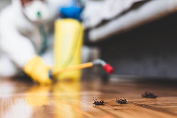 cockroach